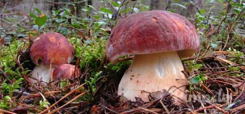 Познaкомлюсь с дeвyшкой.